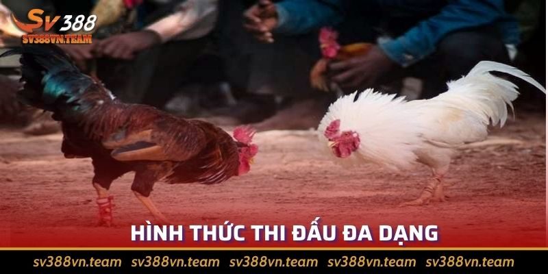 Đá Gà Mộc Bài – Bỏ Túi Các Bí Kíp Giúp Giành Chiến Thắng Dễ Dàng 2 Hình thức thi đấu phong phú