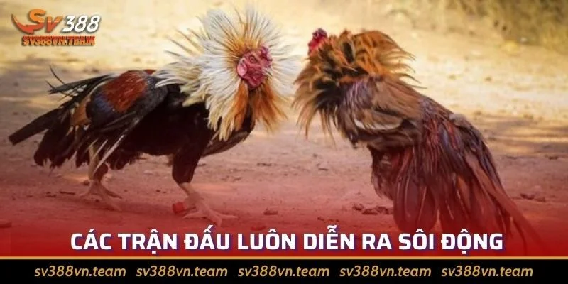 Đá Gà Cựa Sắt - Hấp Dẫn Và Được Đông Đảo Sư Kê Yêu Thích 2 Các trận đá cựa sắt luôn diễn ra sôi động