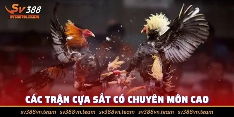 Đá Gà Cựa Sắt - Hấp Dẫn Và Được Đông Đảo Sư Kê Yêu Thích 3 Trận tranh tài có tính chuyên môn cao