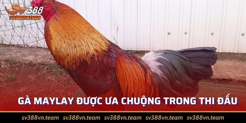 Tìm Hiểu Về Đá Gà Phi? Các Giống Gà Phổ Biến Nhất Hiện Nay 1 Đá gà Phi thường dùng giống Malay lực lưỡng
