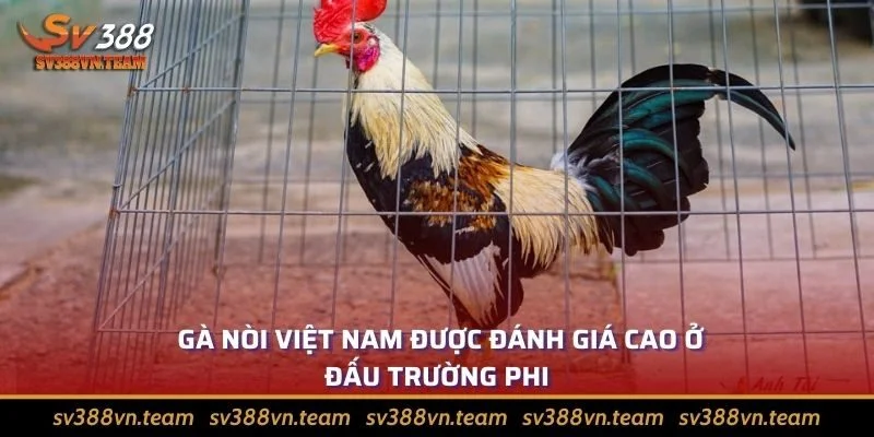 Tìm Hiểu Về Đá Gà Phi? Các Giống Gà Phổ Biến Nhất Hiện Nay 2 Gà nòi Việt Nam nổi danh ở các đấu trường Phi