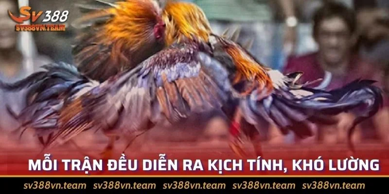 Tìm Hiểu Về Đá Gà Phi? Các Giống Gà Phổ Biến Nhất Hiện Nay 4 Diễn biến các trận đấu vô cùng khó lường, thú vị