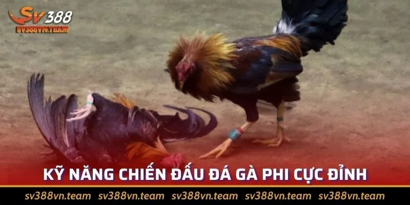 Tìm Hiểu Về Đá Gà Phi? Các Giống Gà Phổ Biến Nhất Hiện Nay 3 Kỹ năng mỗi chiến kê đều rất đáng nể