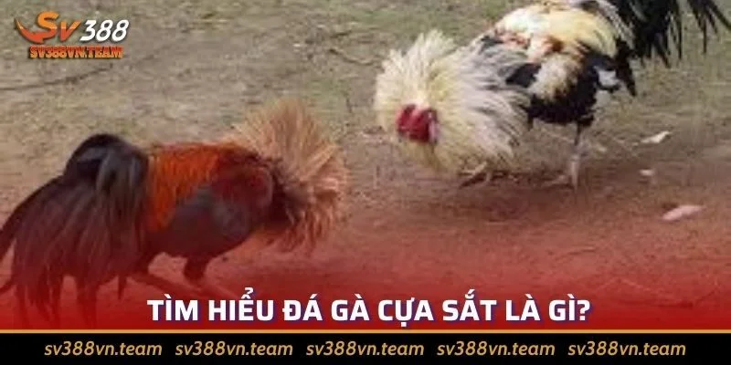 Đá Gà Cựa Sắt - Hấp Dẫn Và Được Đông Đảo Sư Kê Yêu Thích 1 Đôi nét về thể loại đá gà cựa sắt hấp dẫn