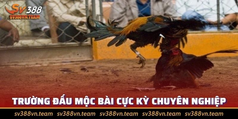 Đá Gà Mộc Bài – Bỏ Túi Các Bí Kíp Giúp Giành Chiến Thắng Dễ Dàng 1 Quy mô trường đá gà Mộc Bài rất chuyên nghiệp, tầm cỡ