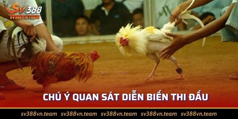Đá Gà Mộc Bài – Bỏ Túi Các Bí Kíp Giúp Giành Chiến Thắng Dễ Dàng 4 Luôn chăm chú theo dõi diễn biến trận đấu