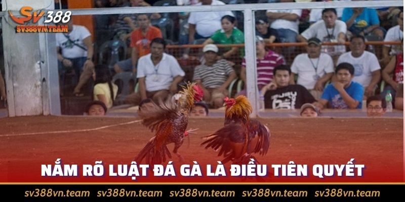 Đá Gà Mộc Bài – Bỏ Túi Các Bí Kíp Giúp Giành Chiến Thắng Dễ Dàng 3 Thành thạo luật lệ là điều tiên quyết
